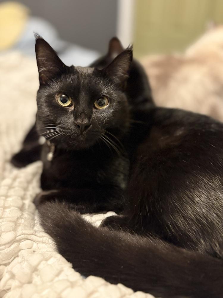 Enlarge Clyde, a Adoptable Domestic Short Hair in Bellingham, WA image 3/6