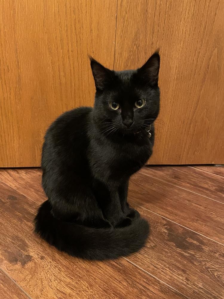 Clyde, a Adoptable Domestic Short Hair in Bellingham, WA image 3/6