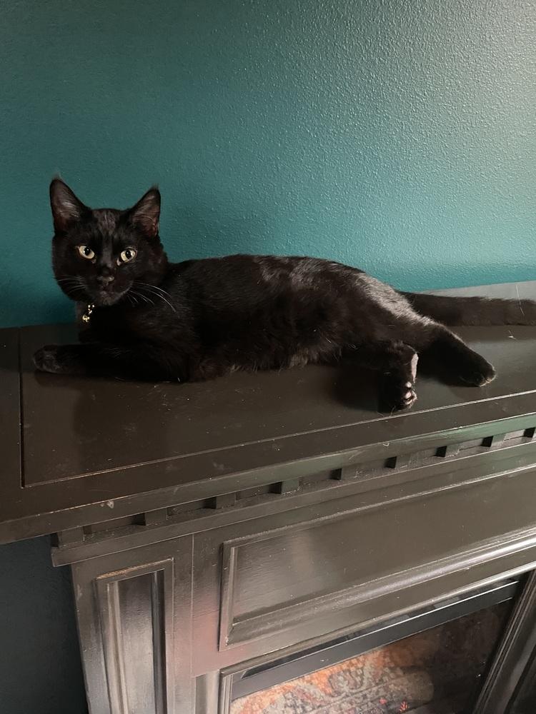 Clyde, a Adoptable Domestic Short Hair in Bellingham, WA image 4/6