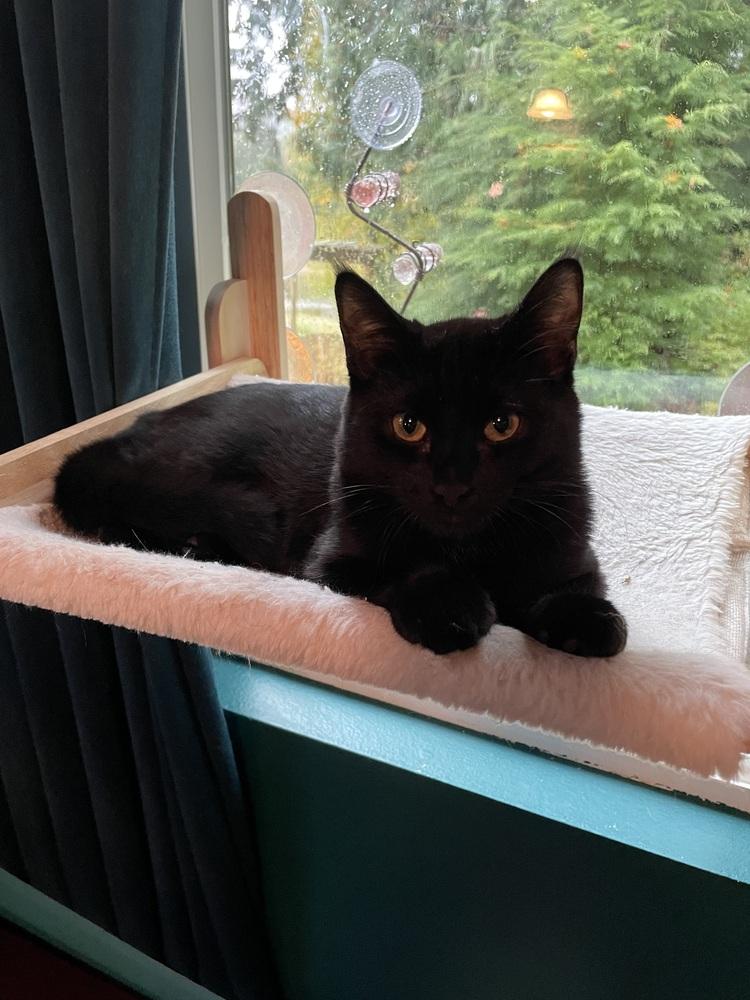 Clyde, a Adoptable Domestic Short Hair in Bellingham, WA image 6/6