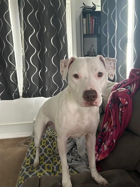 Enlarge Rosie, a Adoptable mixed breed in Leverett, MA image 1/6