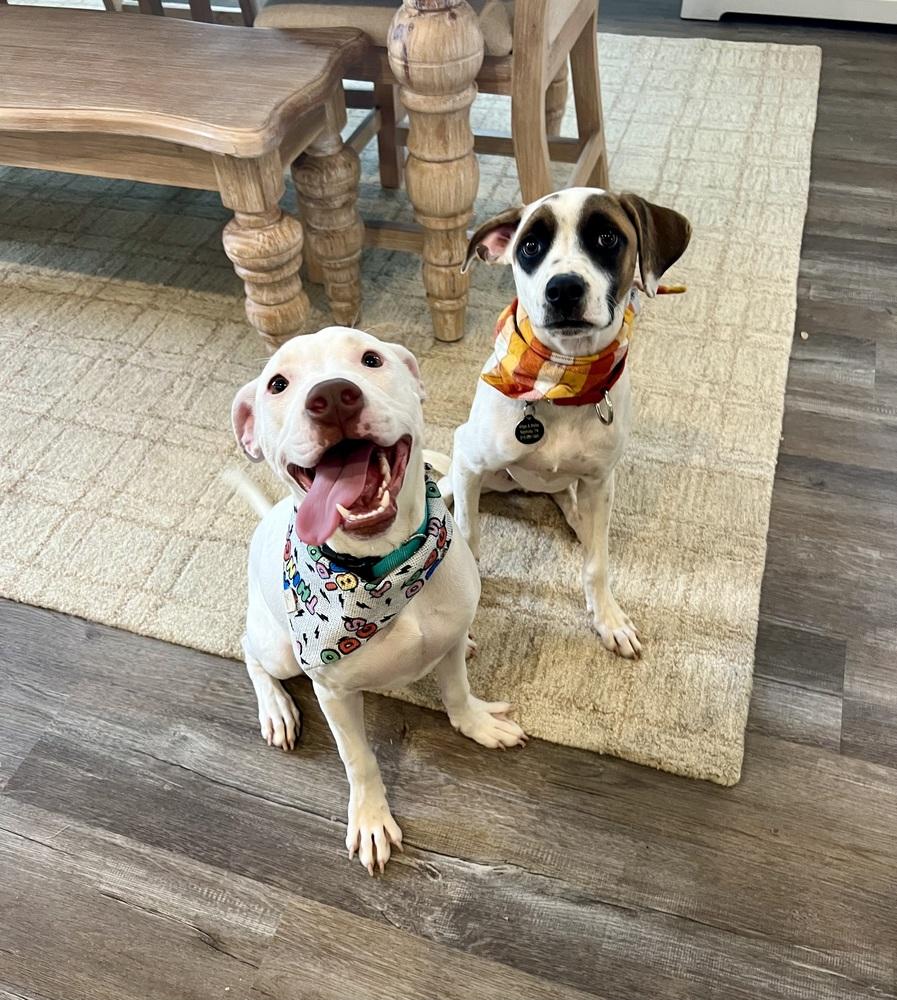 Enlarge Rosie, a Adoptable mixed breed in Leverett, MA image 2/6