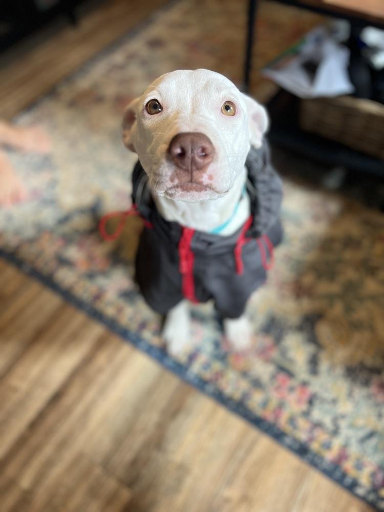 Enlarge Rosie, a Adoptable mixed breed in Leverett, MA image 4/6