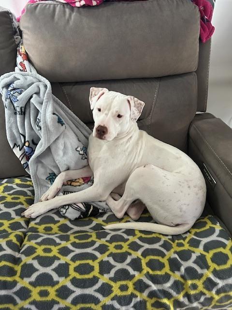 Enlarge Rosie, a Adoptable mixed breed in Leverett, MA image 5/6