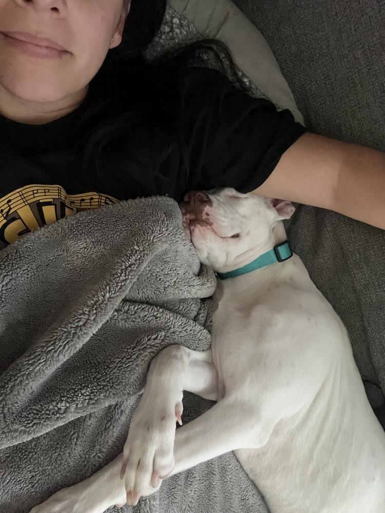 Enlarge Rosie, a Adoptable mixed breed in Leverett, MA image 6/6