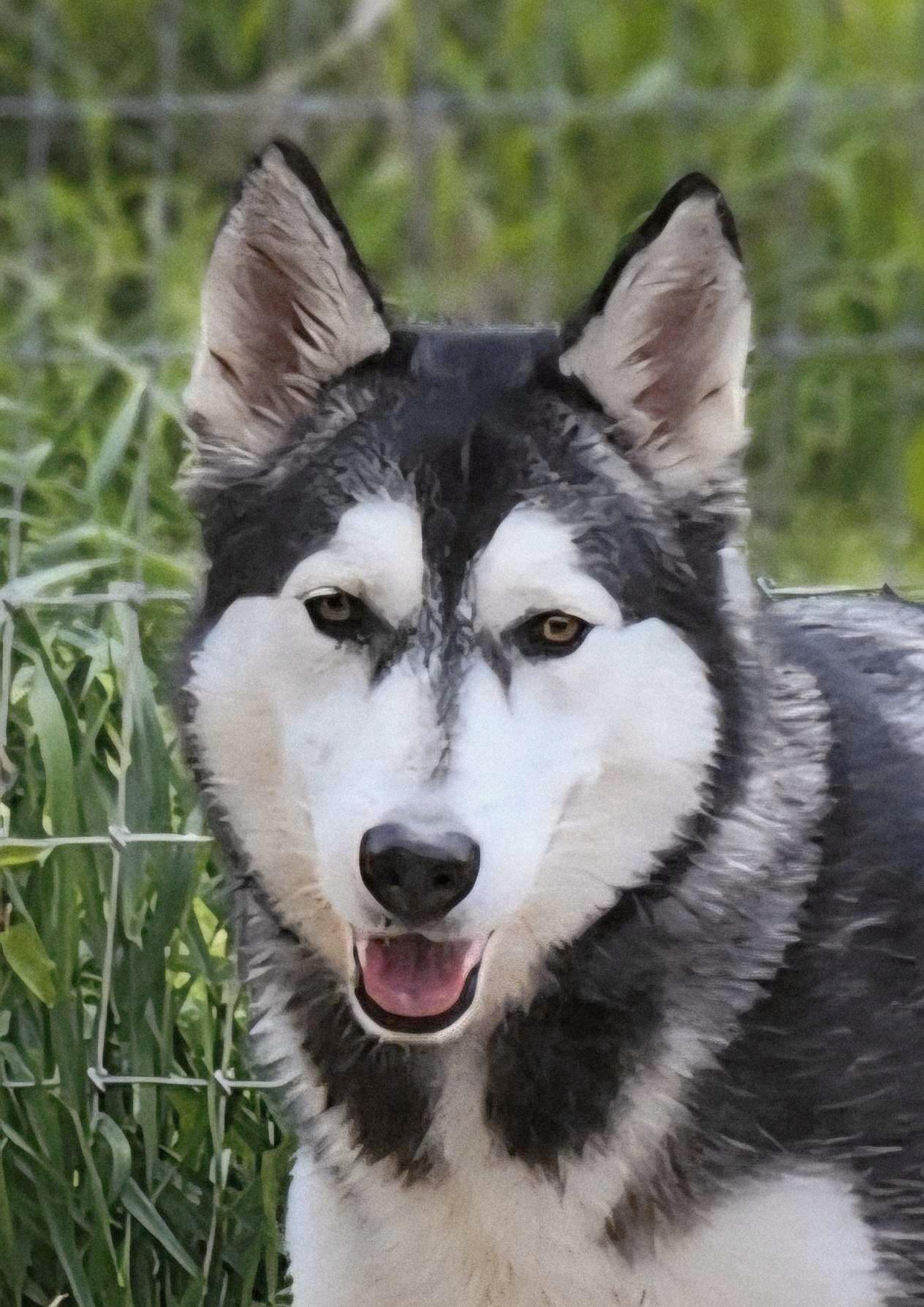 Hunter