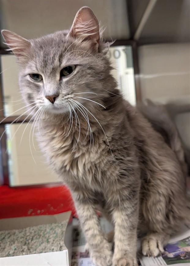 Oshi A210394, adoptable, Young Male Domestic Long Hair & Maine Coon.