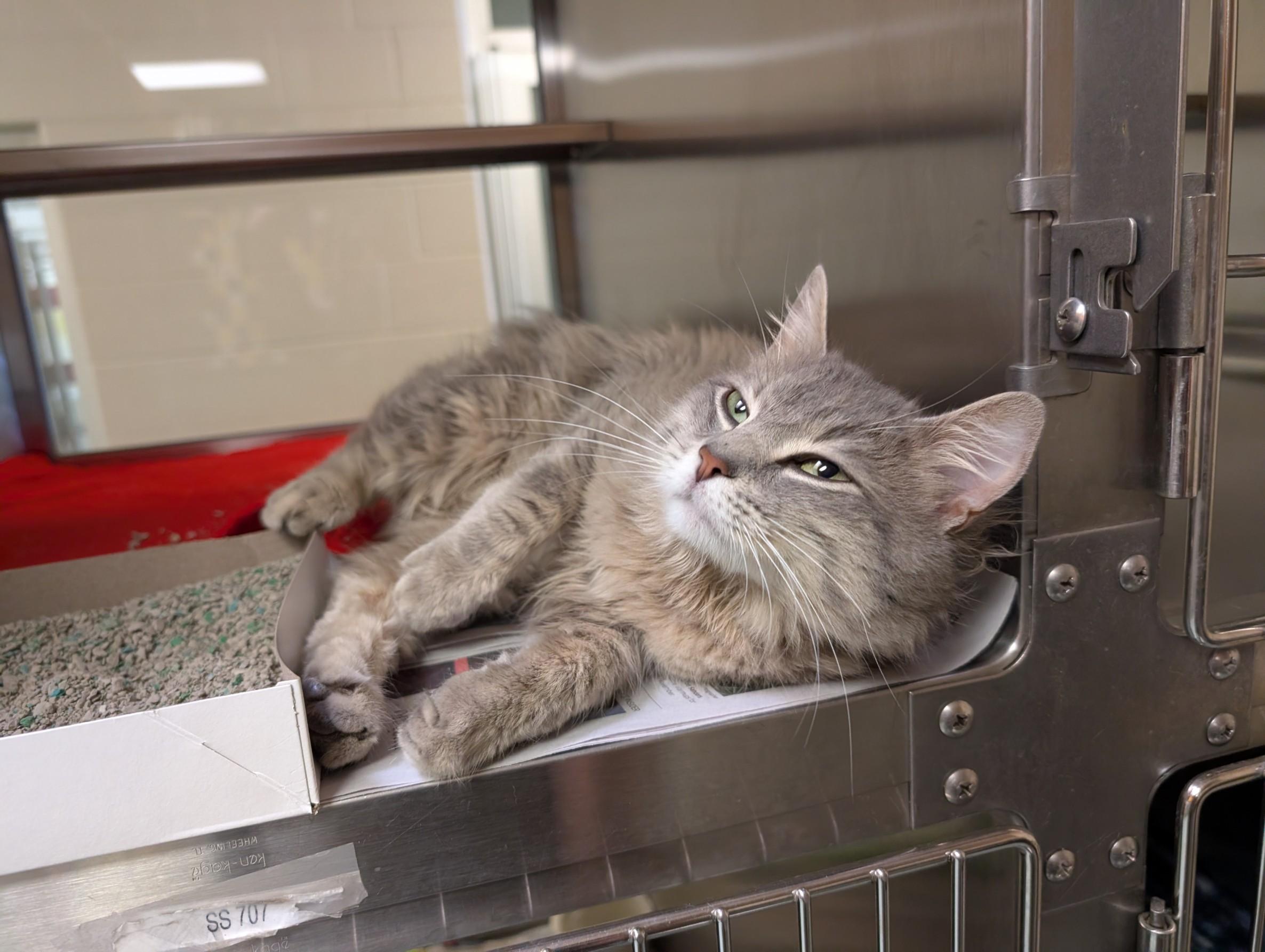 Enlarge Oshi A210394, an adoptable mixed breed in Plano, TX image 2/2