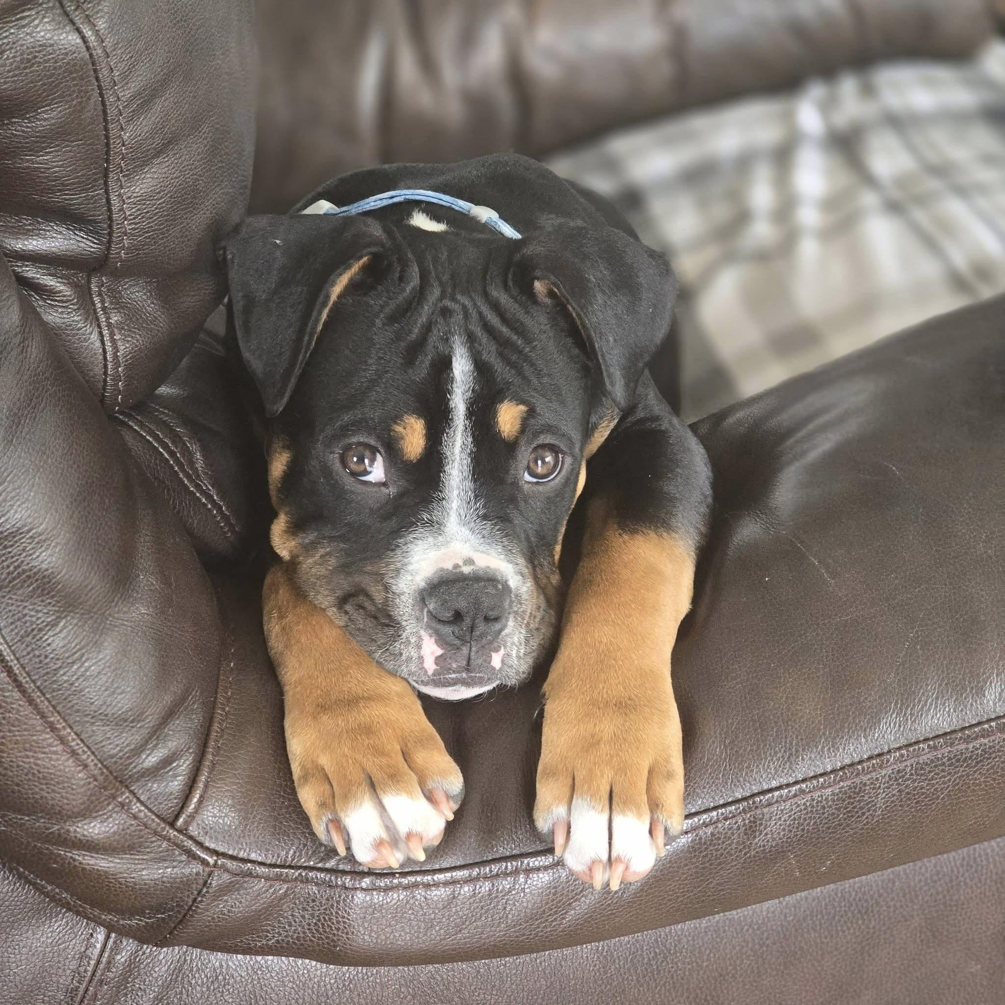 Enlarge Wren, a ADOPTABLE mixed breed in Prior Lake, MN image 5/6