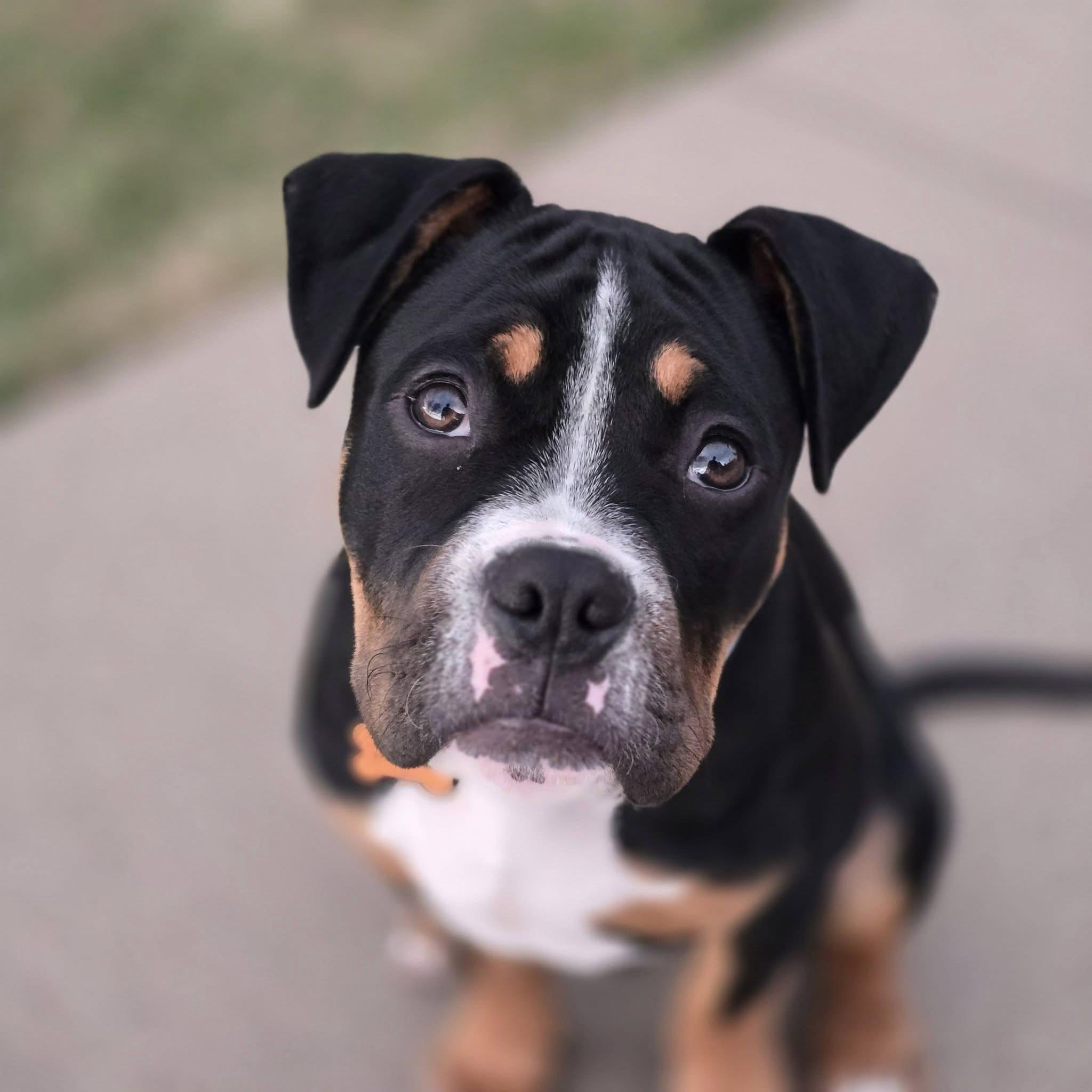 Enlarge Wren, a ADOPTABLE mixed breed in Prior Lake, MN image 2/6