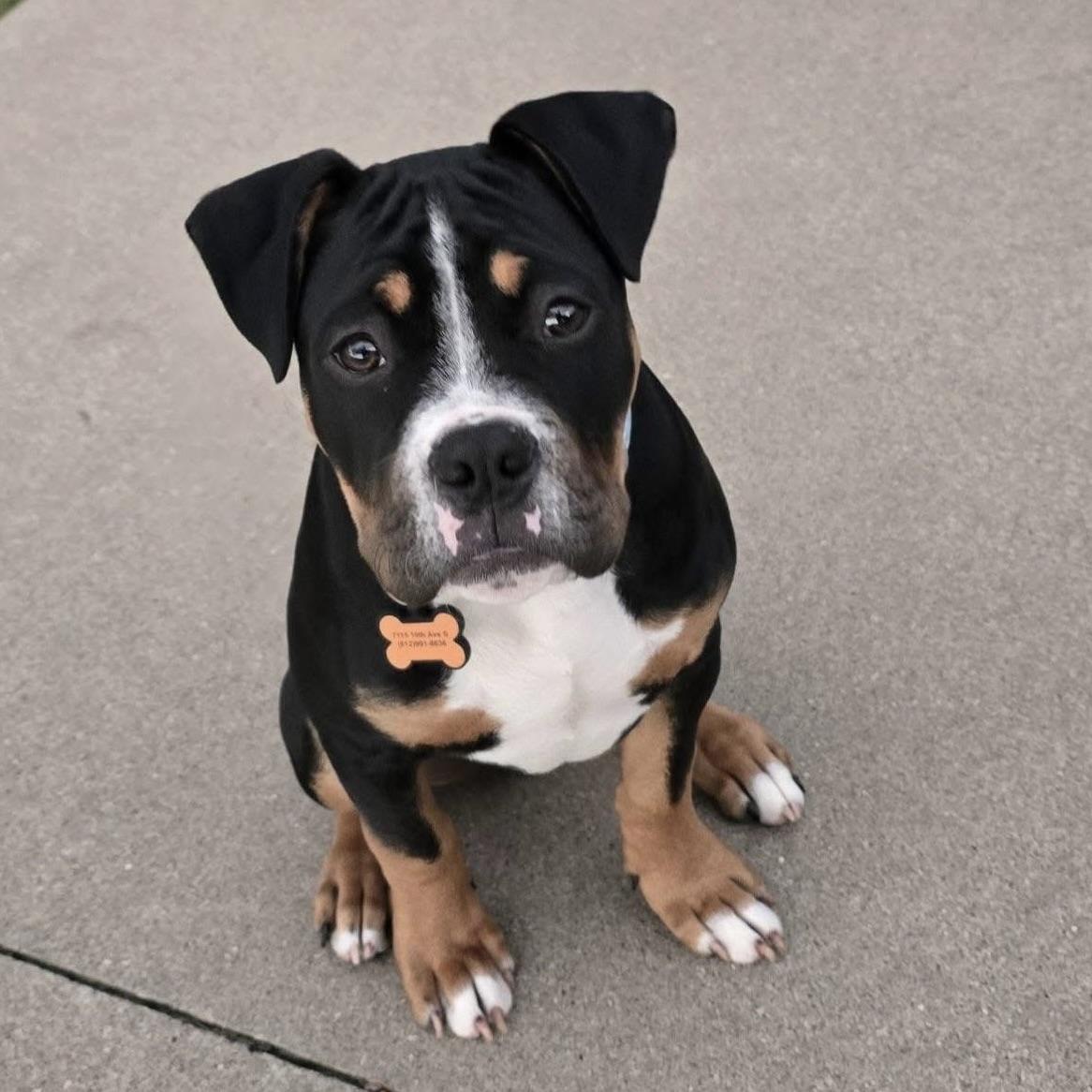 Wren, ADOPTABLE, Puppy Male American Bulldog.