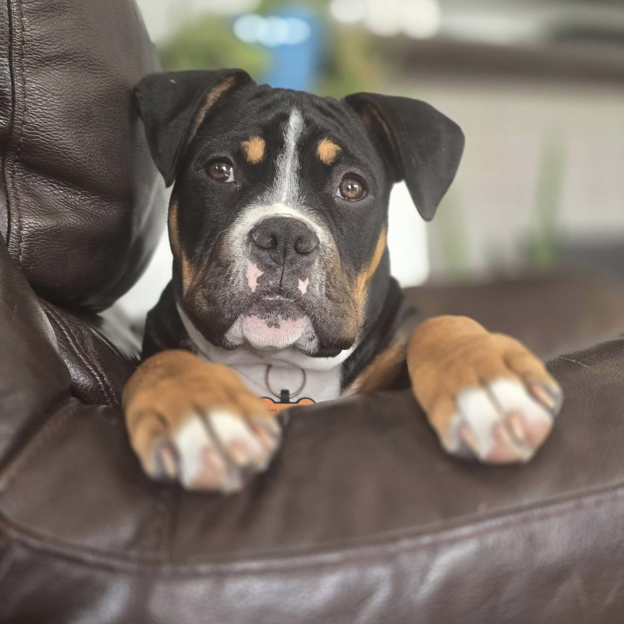 Enlarge Wren, a ADOPTABLE mixed breed in Prior Lake, MN image 6/6