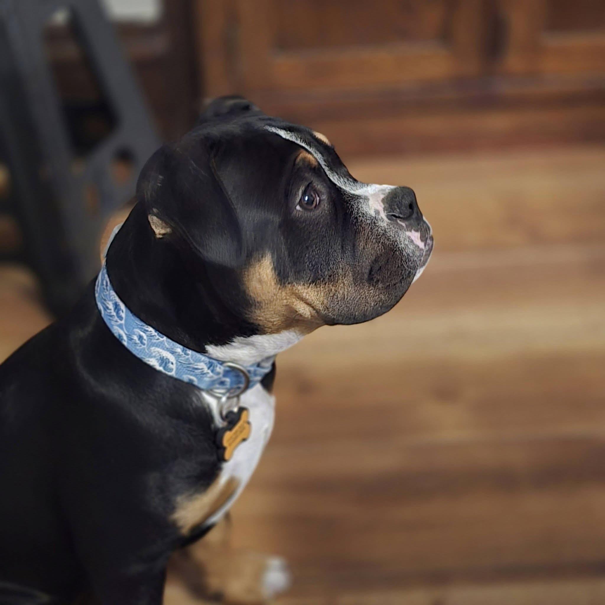 Enlarge Wren, a ADOPTABLE mixed breed in Prior Lake, MN image 4/6