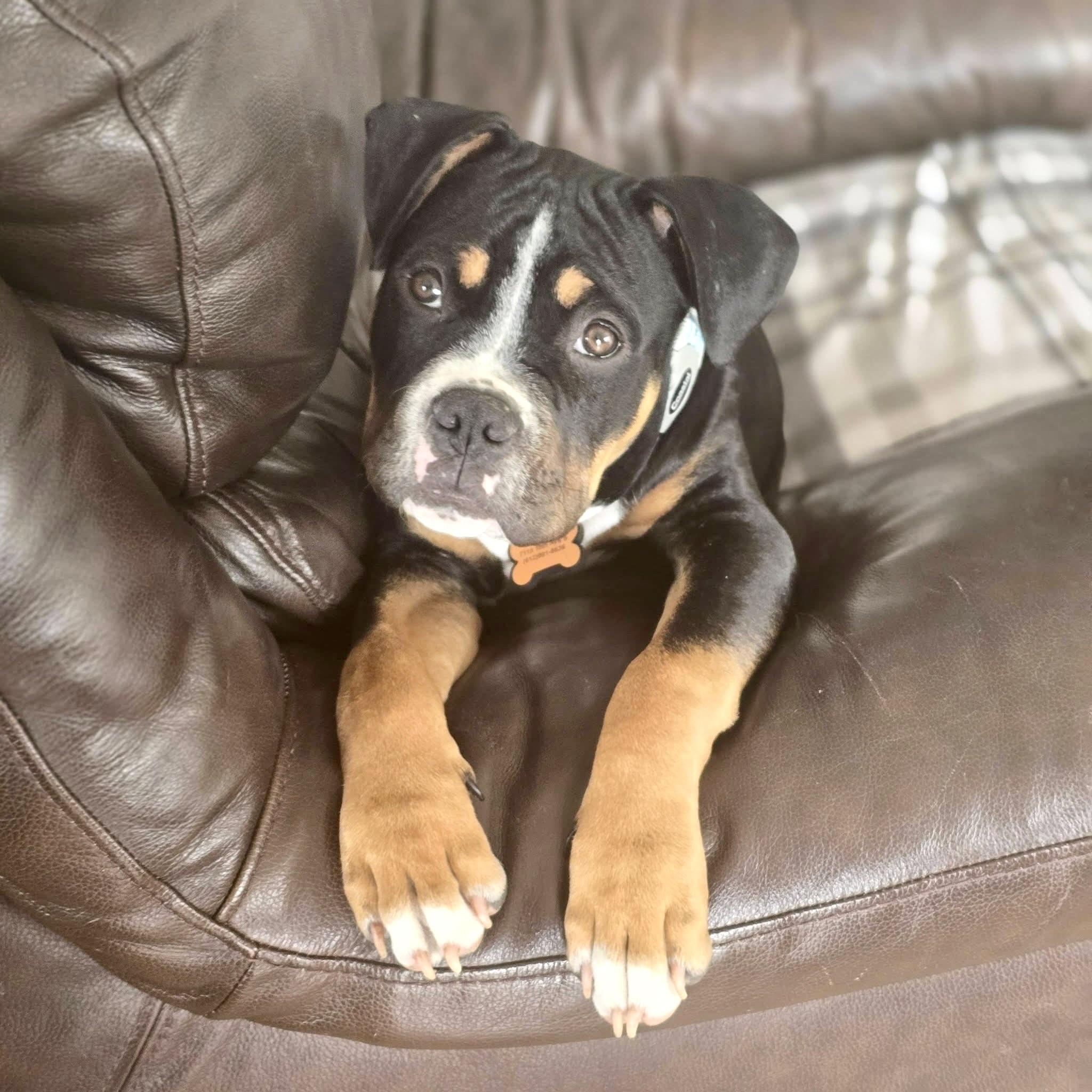 Enlarge Wren, a ADOPTABLE mixed breed in Prior Lake, MN image 3/6