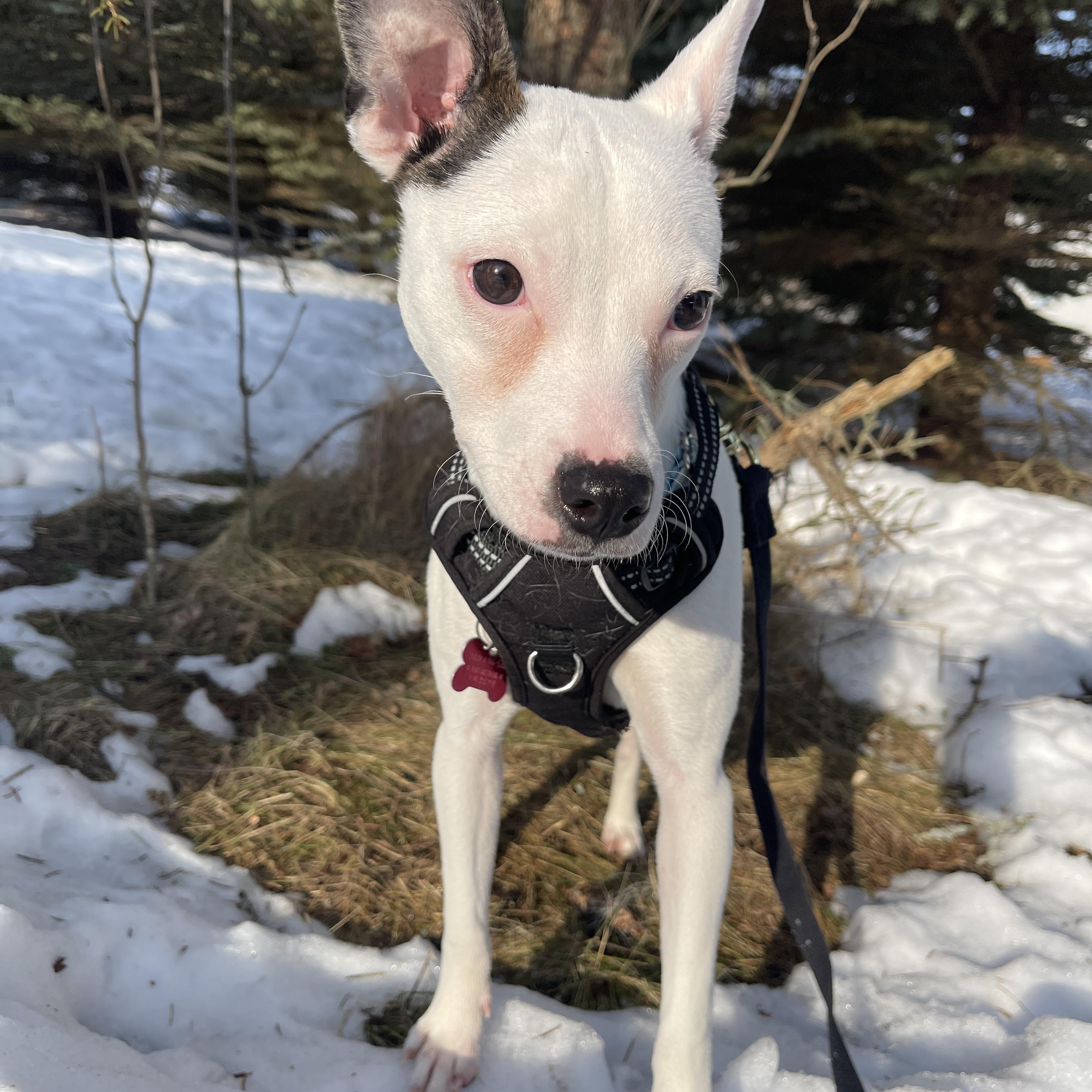 Jewel — thumbnail 2