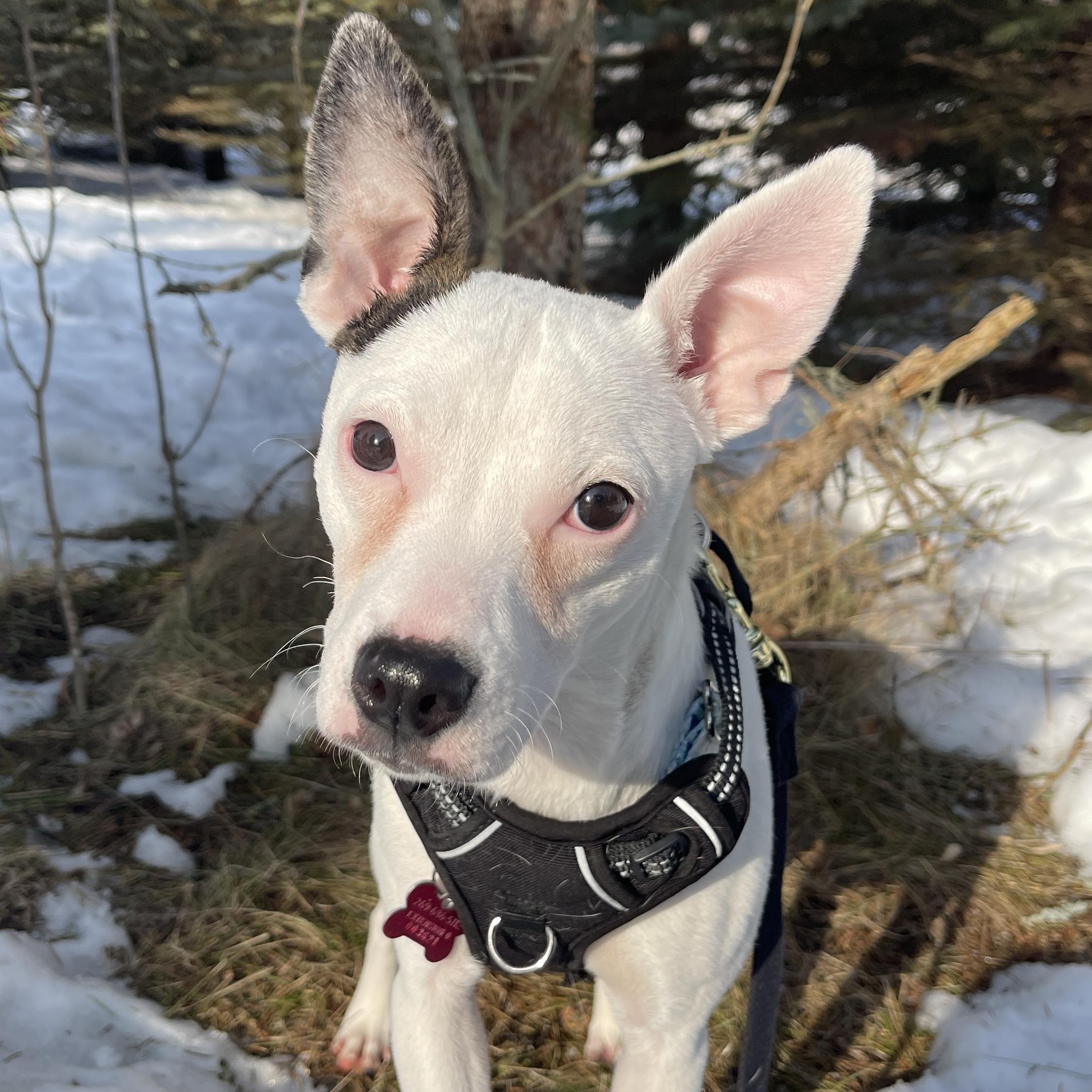 Jewel — thumbnail 3