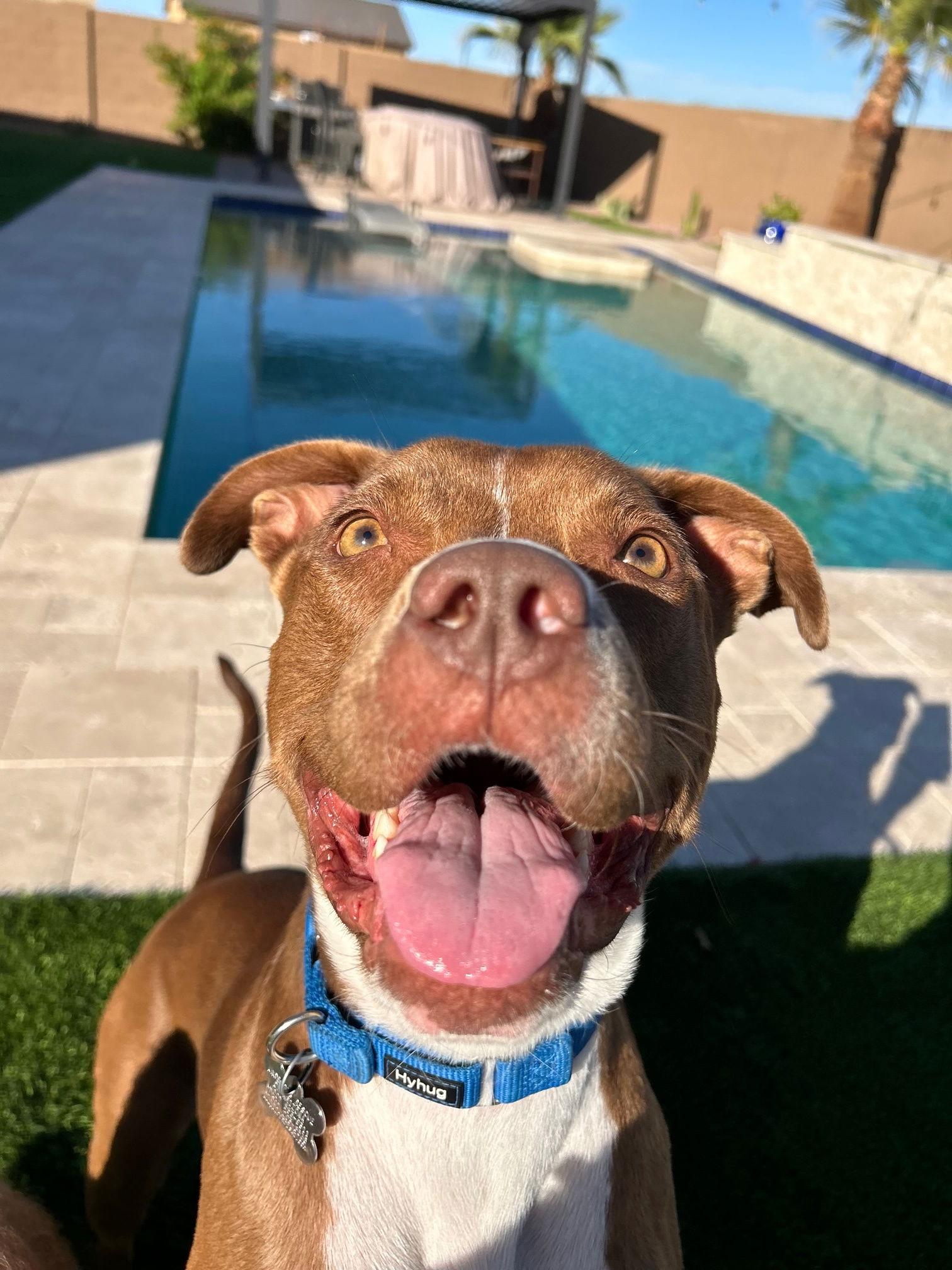 MILLIE, a Adoptable mixed breed in Chandler, AZ image 1/3