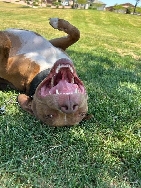 MILLIE, Adoptable, Adult Female Staffordshire Bull Terrier & Boxer.