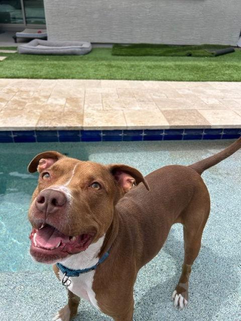 MILLIE, a Adoptable mixed breed in Chandler, AZ image 2/3