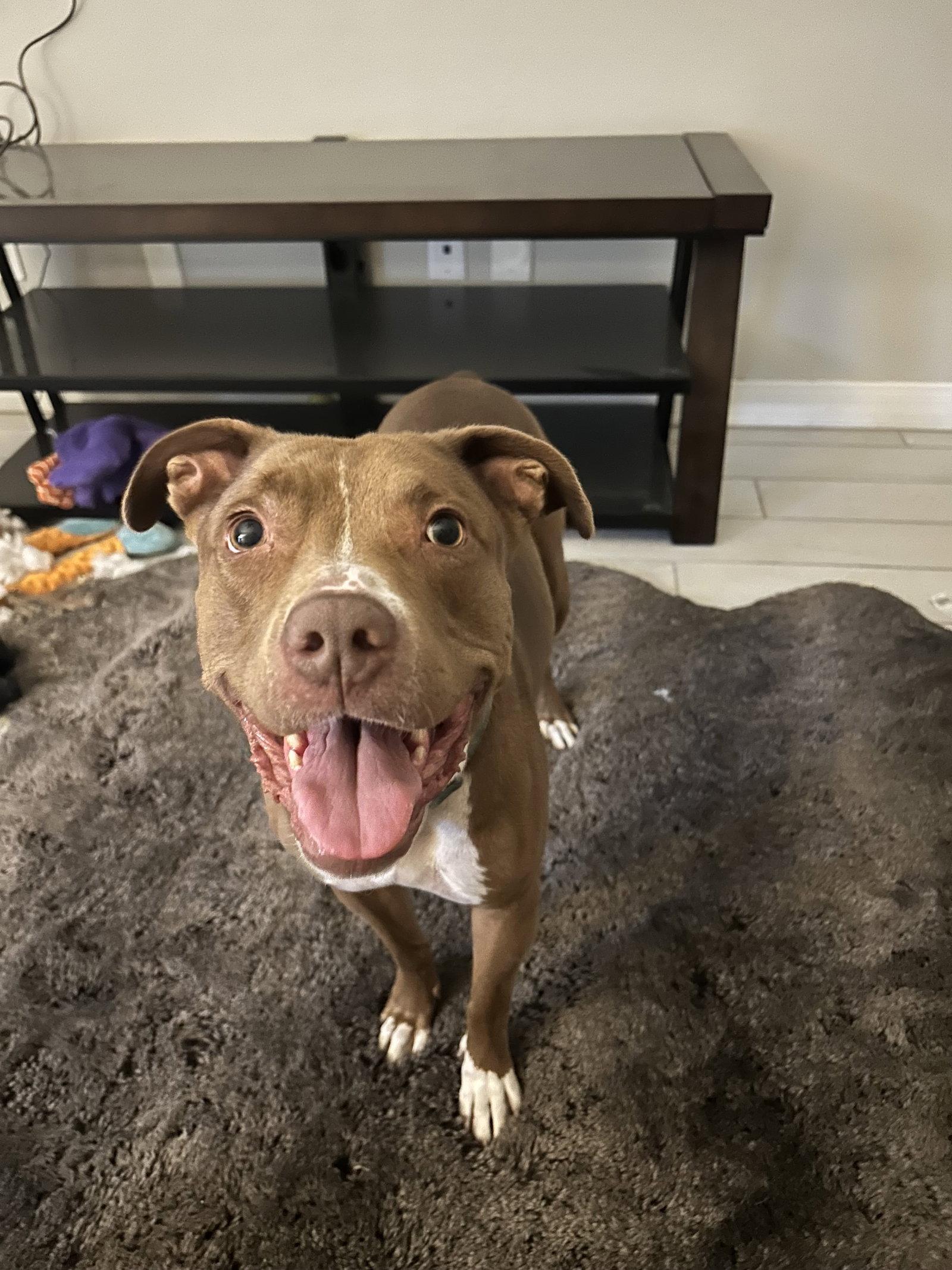 MILLIE, Adoptable, Adult Female Staffordshire Bull Terrier & Boxer.