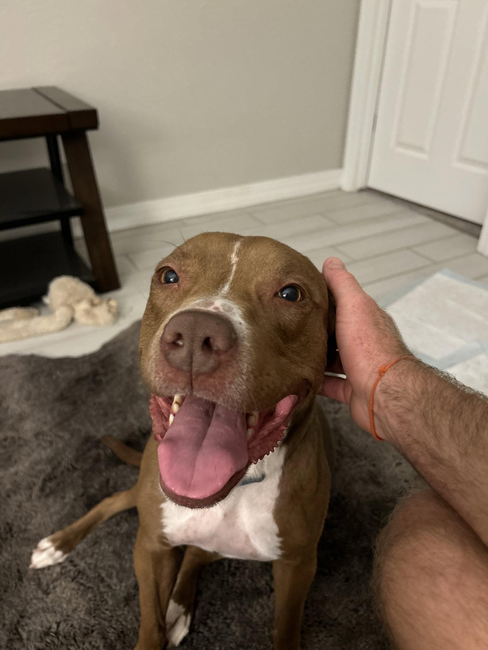 Enlarge MILLIE, a Adoptable mixed breed in Chandler, AZ image 2/3