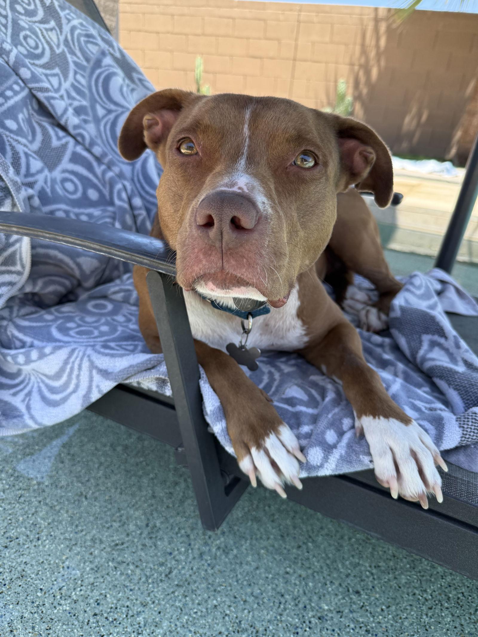 MILLIE, a Adoptable mixed breed in Chandler, AZ image 3/3