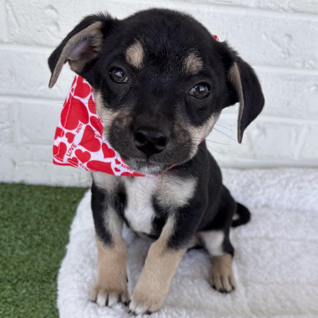 Julius, Adoptable, Puppy Male Beagle.