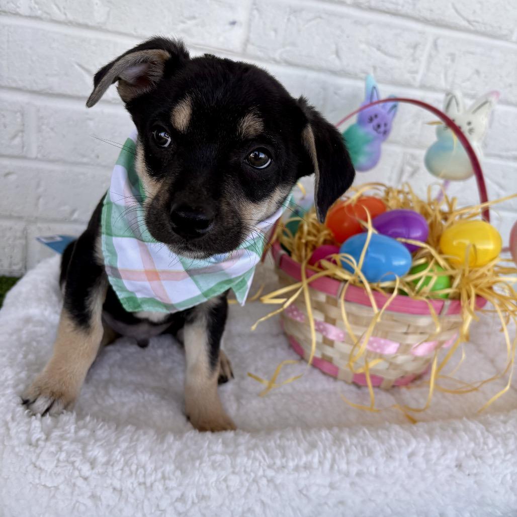 Enlarge Julius, a Adoptable mixed breed in Bessemer, AL image 2/6