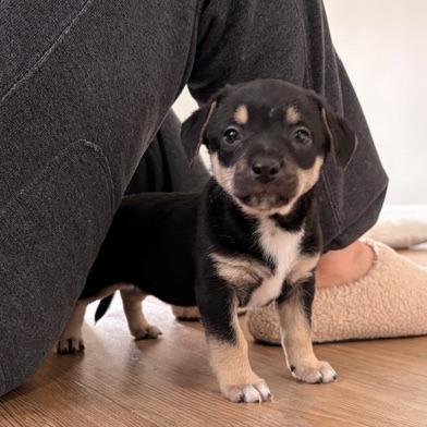 Enlarge Julius, a Adoptable mixed breed in Bessemer, AL image 3/6