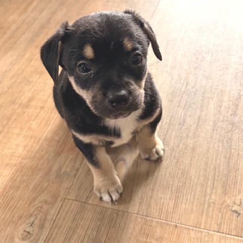 Enlarge Julius, a Adoptable mixed breed in Bessemer, AL image 4/6