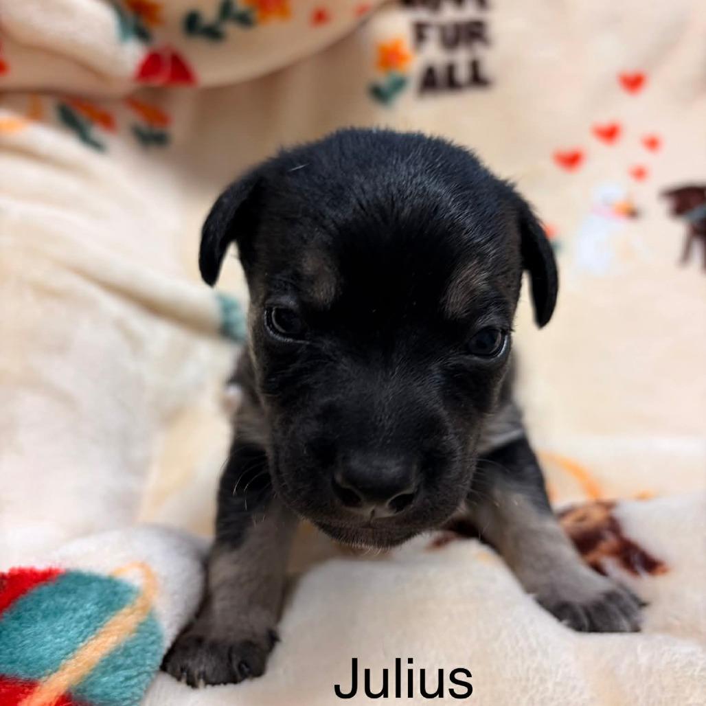 Enlarge Julius, a Adoptable mixed breed in Bessemer, AL image 5/6
