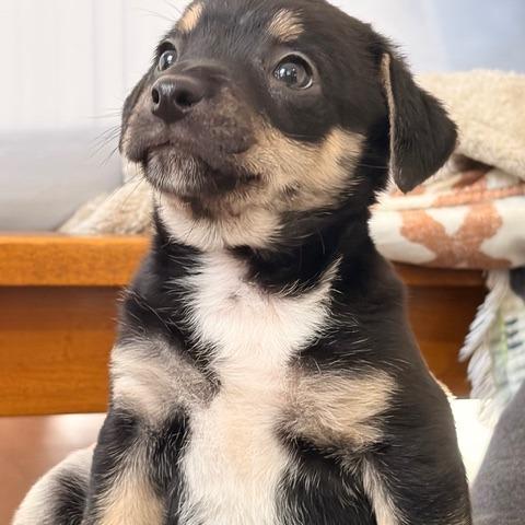 Enlarge Julius, a Adoptable mixed breed in Bessemer, AL image 6/6