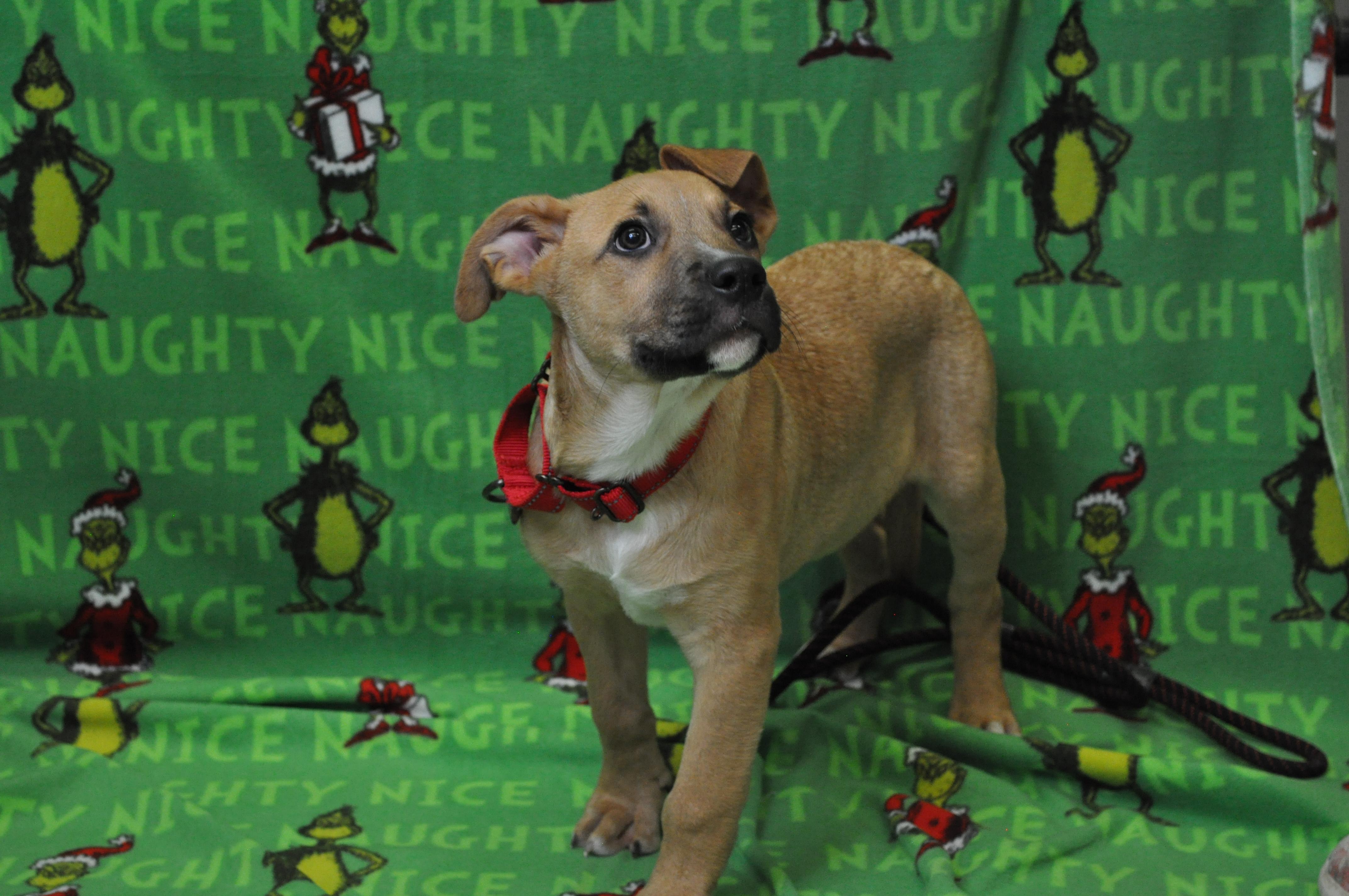 Penn, Adoptable, Young Male American Bully & Border Collie.