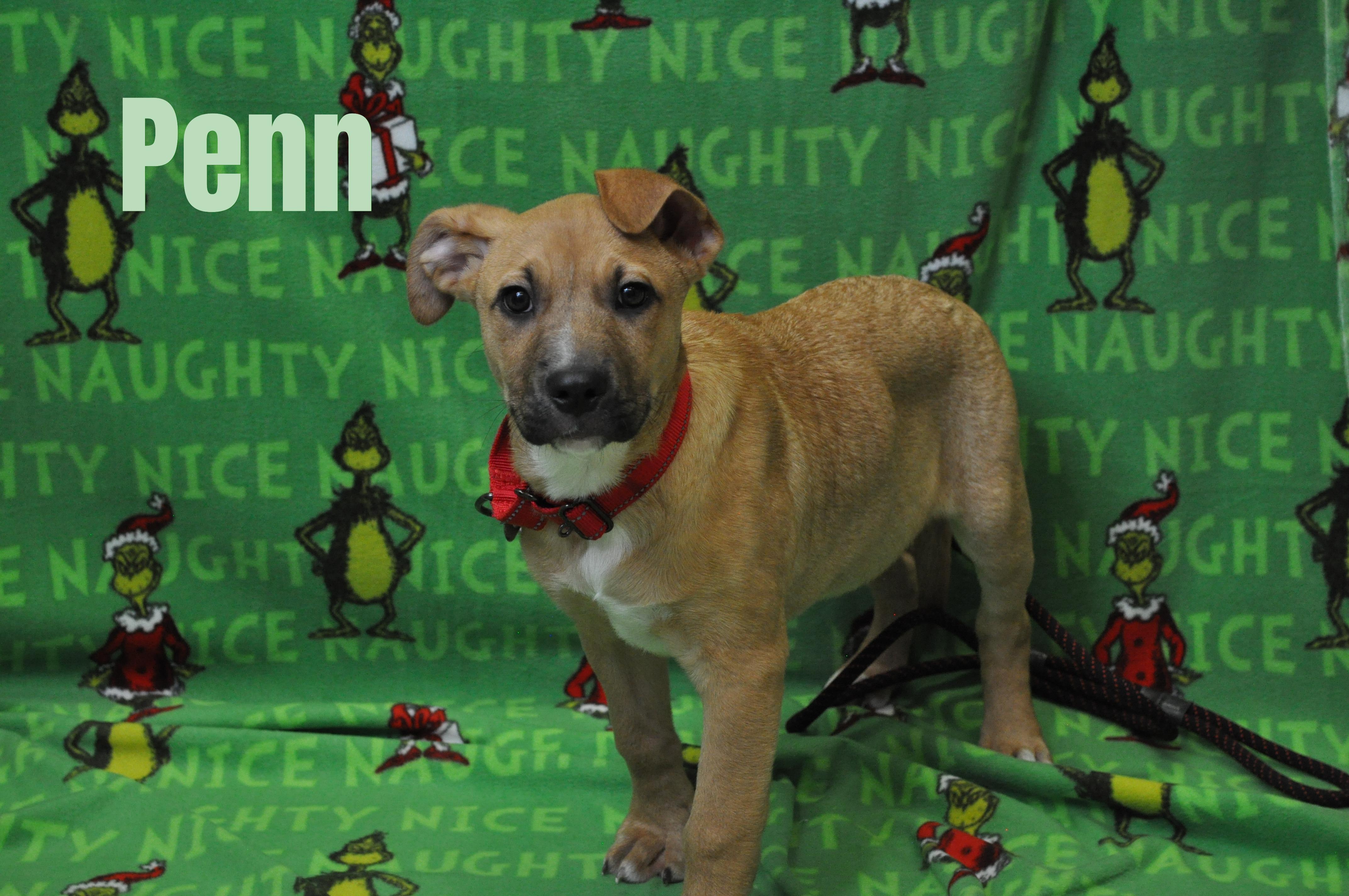 Penn, a Adoptable mixed breed in Union Gap, WA image 2/5