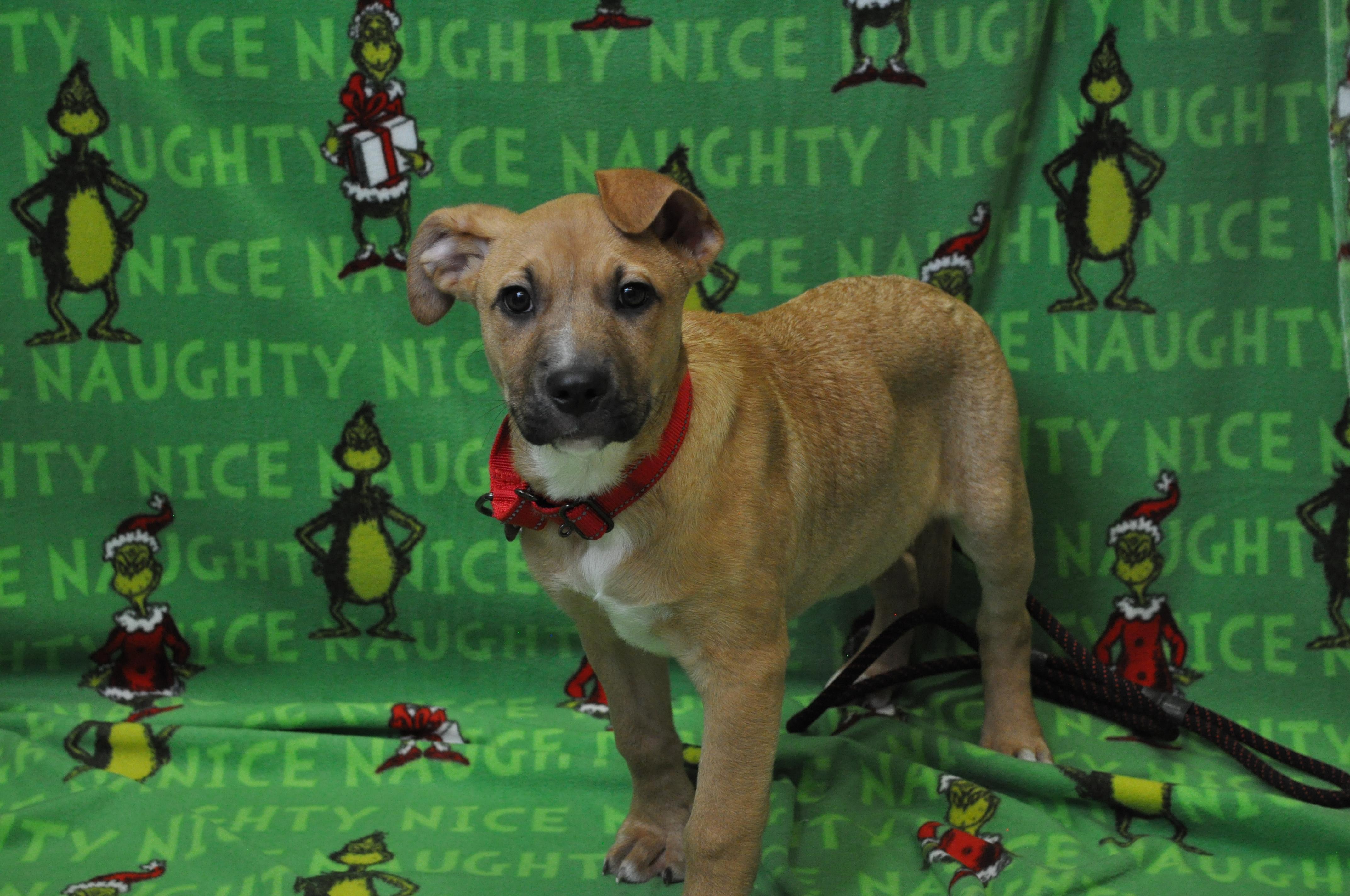 Penn, a Adoptable mixed breed in Union Gap, WA image 3/5