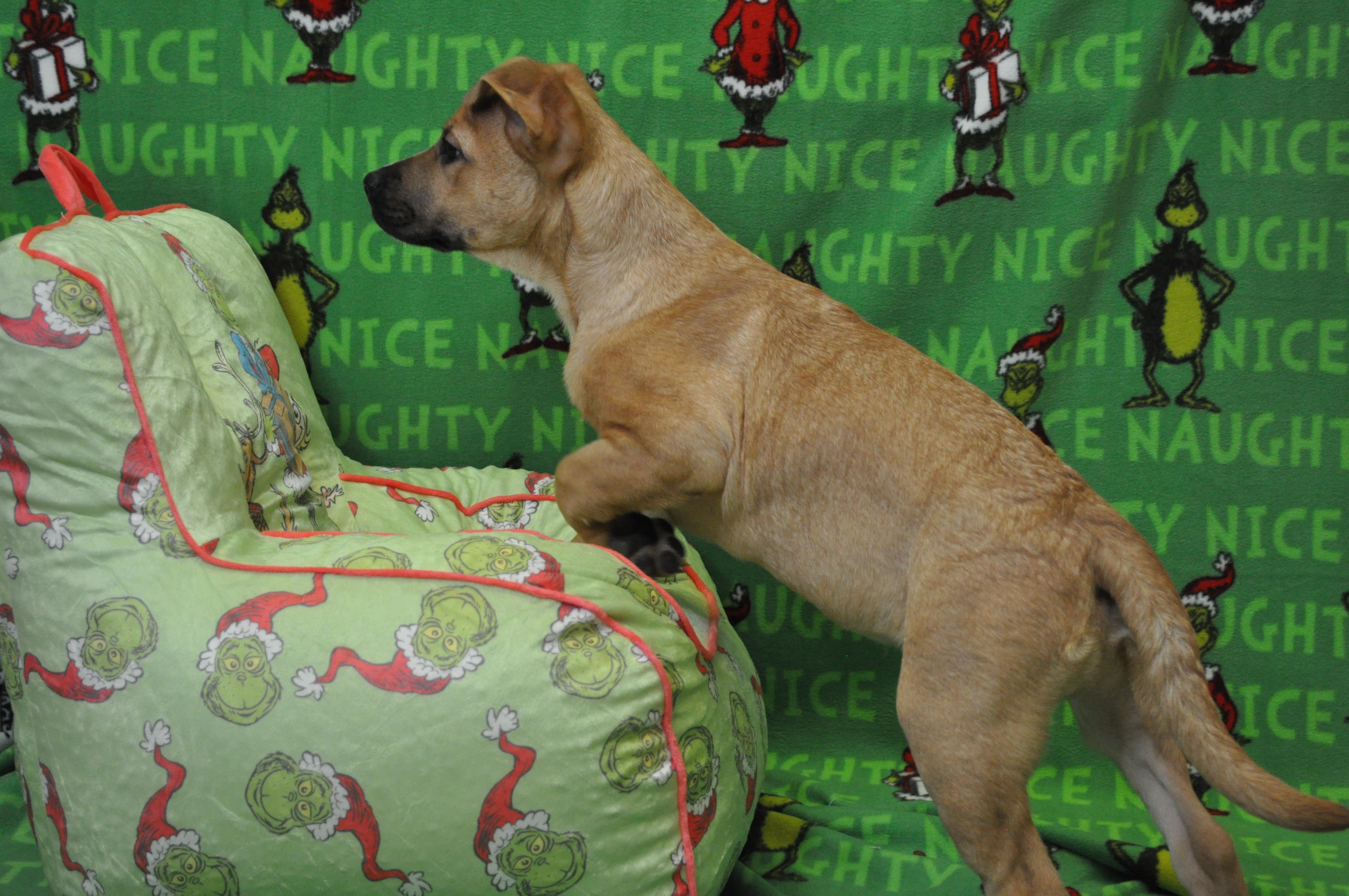 Penn, a Adoptable mixed breed in Union Gap, WA image 5/5