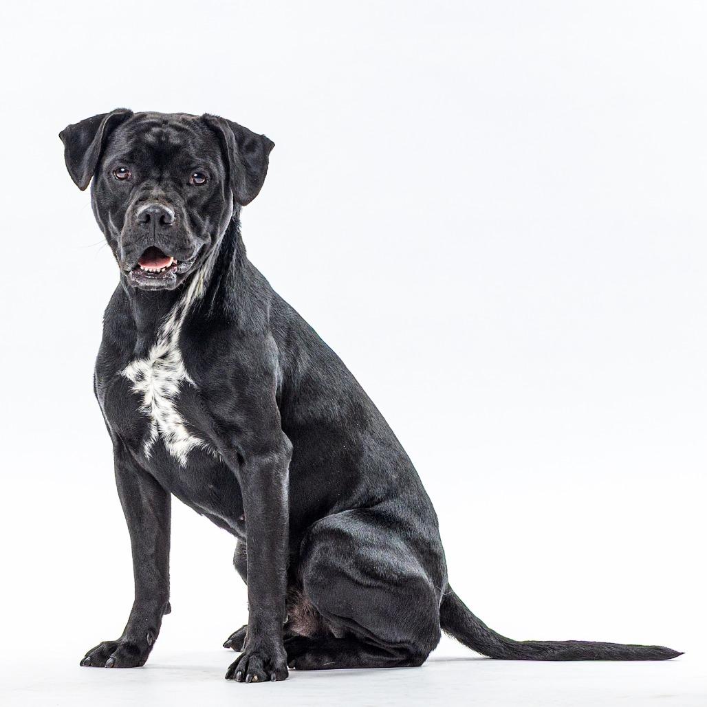 Enlarge Buster, a Adoptable mixed breed in Reno, NV image 1/3