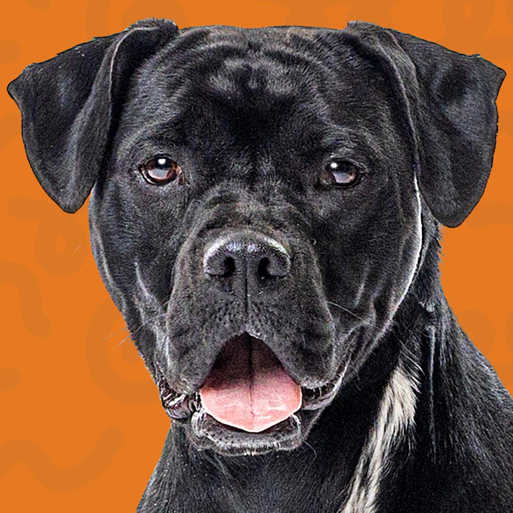 Enlarge Buster, a Adoptable mixed breed in Reno, NV image 2/3