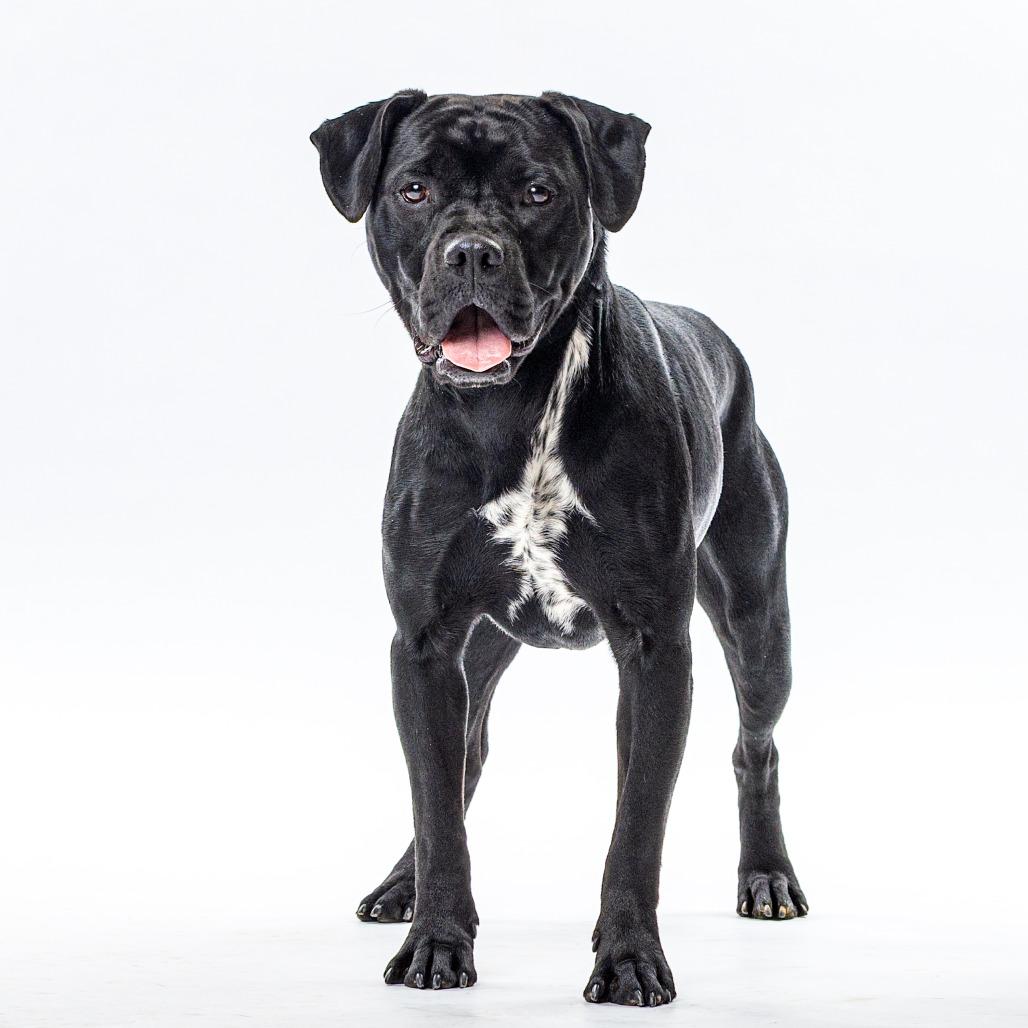 Enlarge Buster, a Adoptable mixed breed in Reno, NV image 3/3