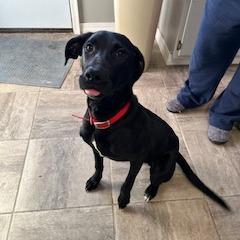 Diesel, Adoptable, Young Male Mixed Breed & Standard Poodle.