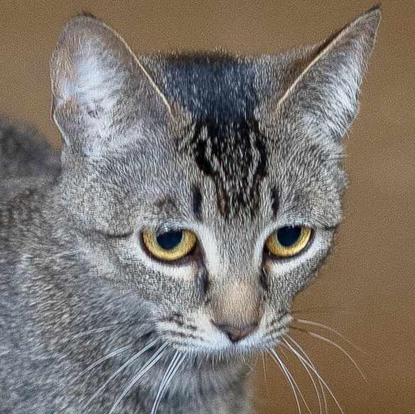 TINKERBELL, an adoptable Tabby in Sequim, WA, 98382 | Photo Image 1