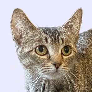 TINKERBELL, an adoptable Tabby in Sequim, WA, 98382 | Photo Image 1