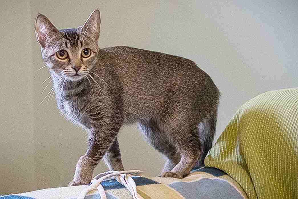 TINKERBELL, an adoptable Tabby in Sequim, WA, 98382 | Photo Image 2