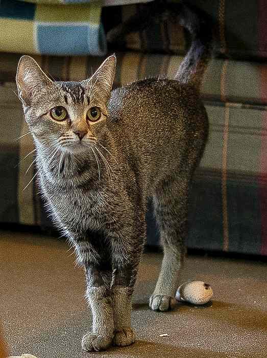 TINKERBELL, an adoptable Tabby in Sequim, WA, 98382 | Photo Image 5