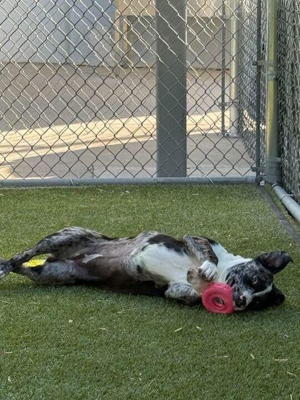 Enlarge Daphne, a Adoptable mixed breed in Carrollton, TX image 1/2