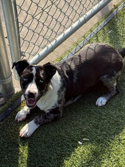 Enlarge Daphne, a Adoptable mixed breed in Carrollton, TX image 2/2