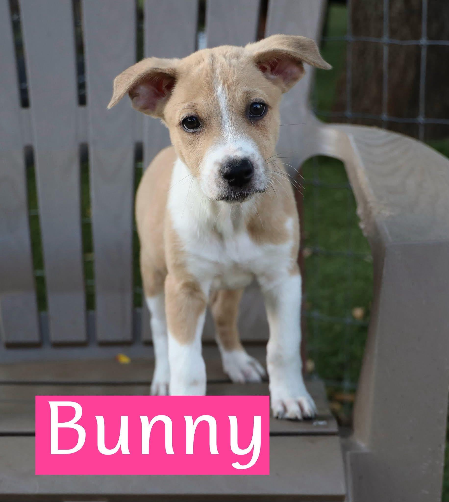 Bunny, Baby Female unknown