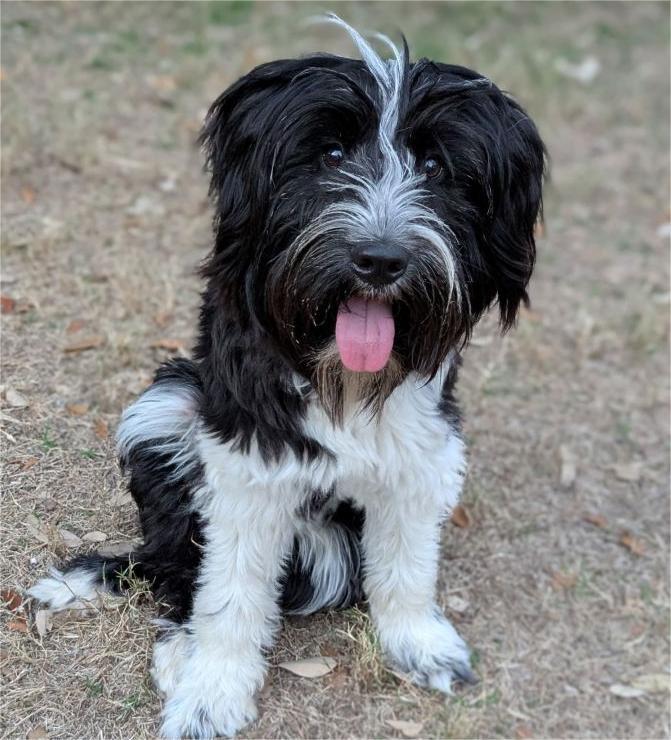 Tibet Terrier - Pudel Mix Kaufen Dog for adoption - Teacup, a Tibetan Terrier & Poodle Mix in Wausau, WI