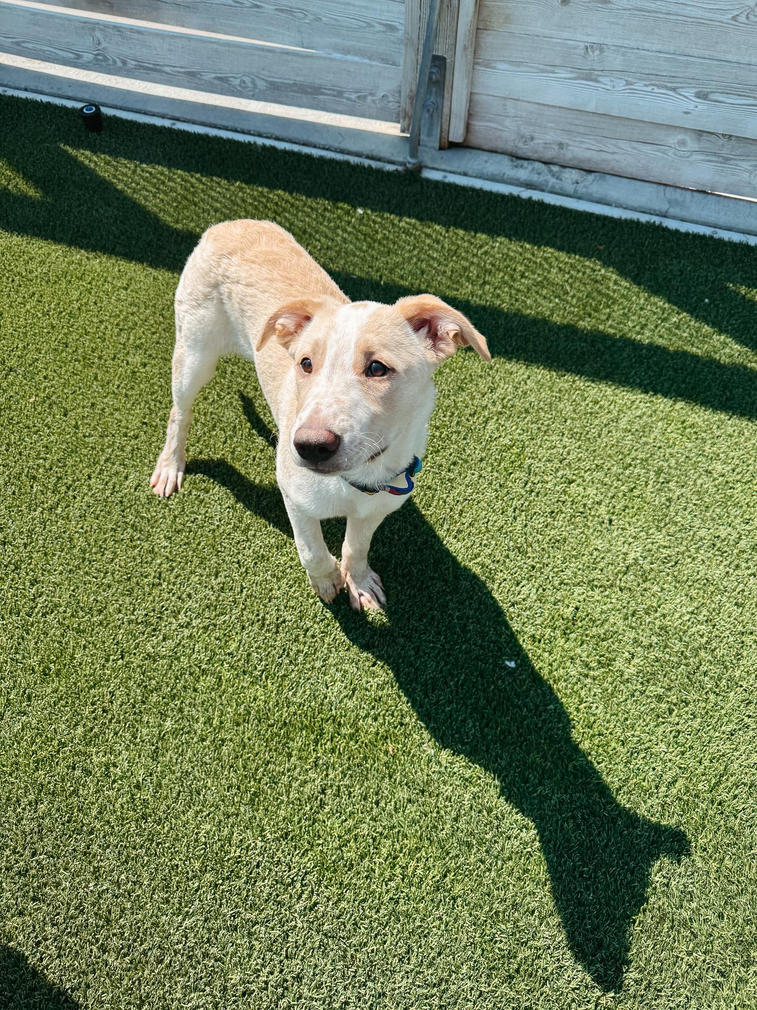 Charlotte, an adoptable Mixed Breed in Jackson, WY, 83002 | Photo Image 1
