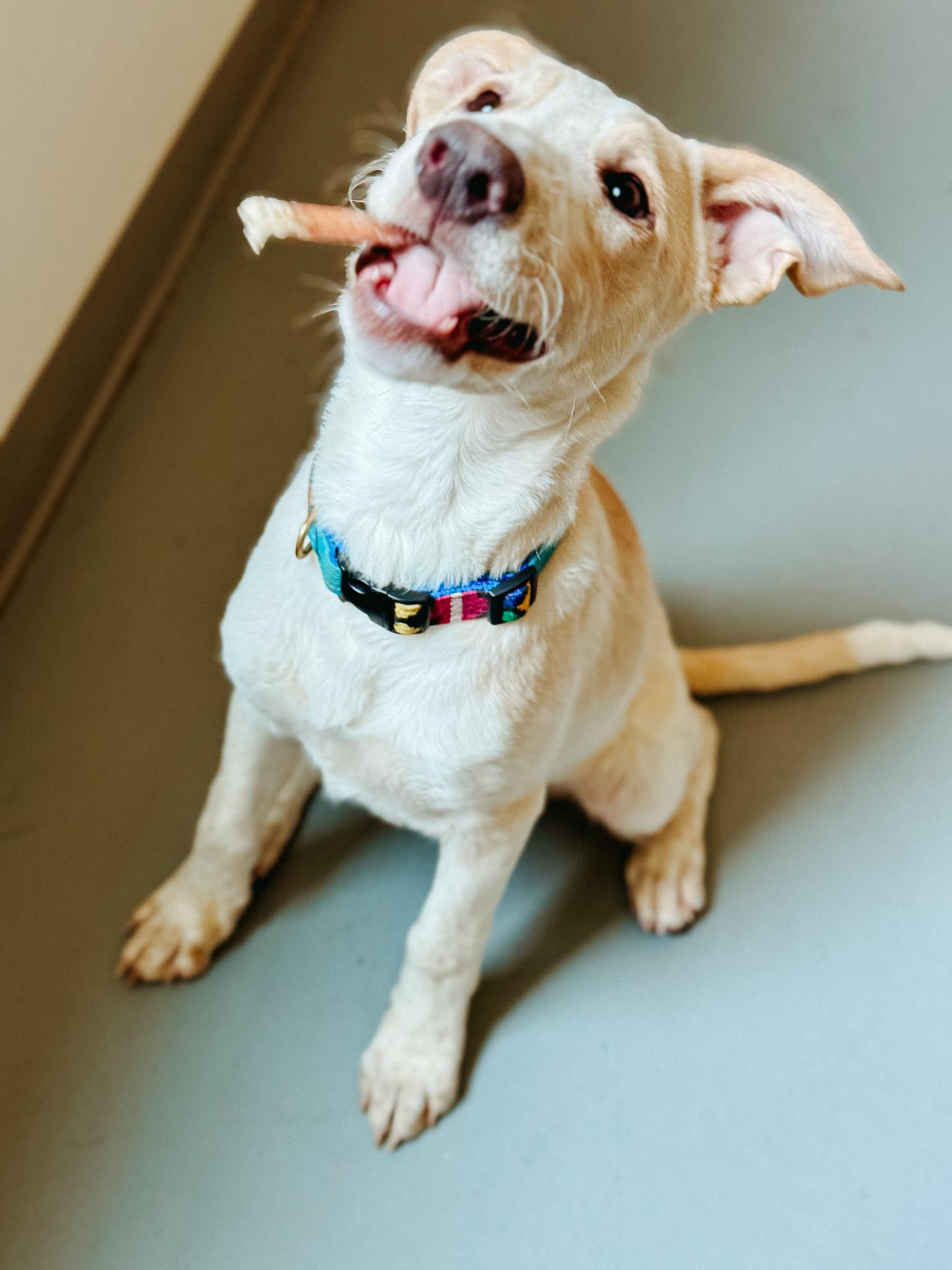Charlotte, an adoptable Mixed Breed in Jackson, WY, 83002 | Photo Image 2
